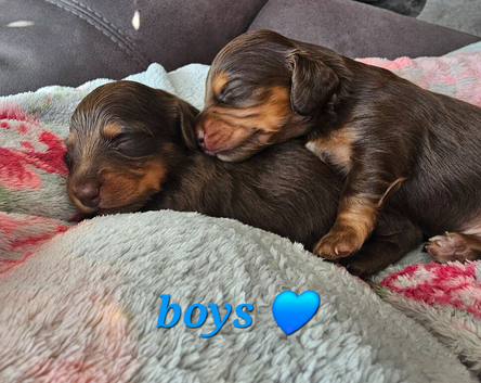 Mini long hair dachshund pups