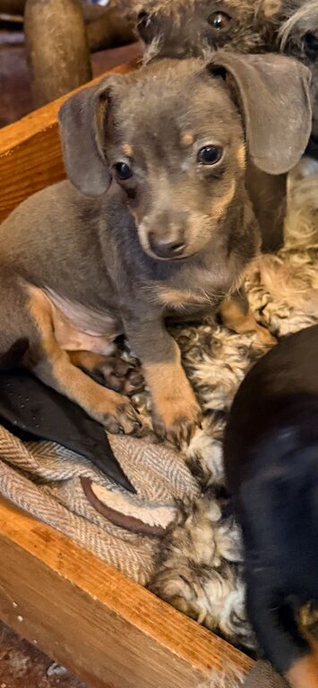 Chihuahua x dachshund chiweenies
