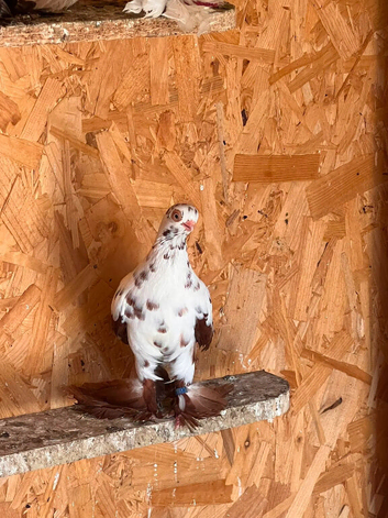 Fancy pigeons for sale