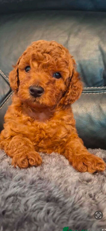Puppy for sale