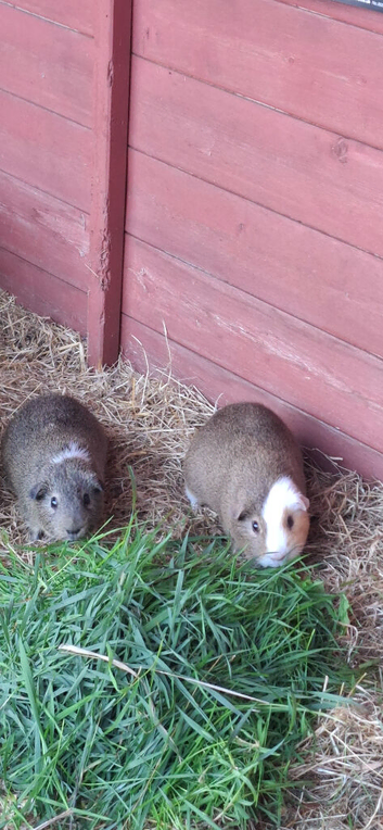 Dad and son bonded guinea pigs