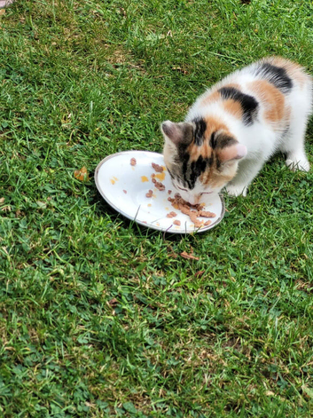 Beautiful kittens looking for new homes