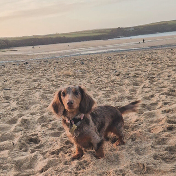 Minature Dachshunds