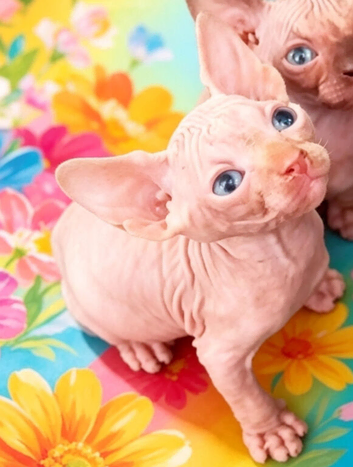 STUNNING RED/SILVER SPHYNX BOY KITTEN