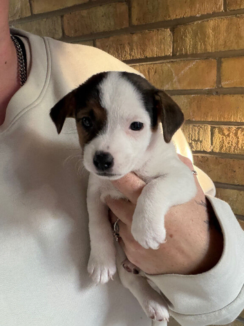 3 Jack Russell Puppies