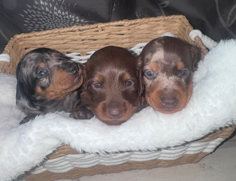 miniature dachshund