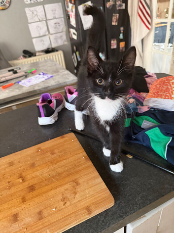 kitten girl playful loving
