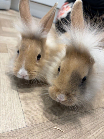2 baby lion head bunny&rsquo;s