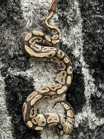 VPI Axanthic ball python
