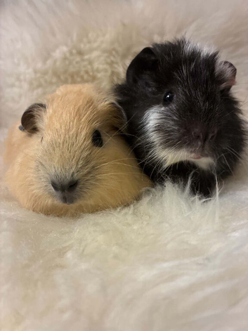 Baby Guinea Pigs