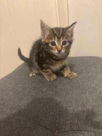 Beautiful soft kittens