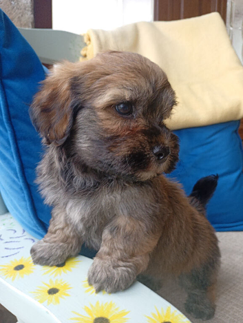 AMAZING full breed KC registered Havanese puppies