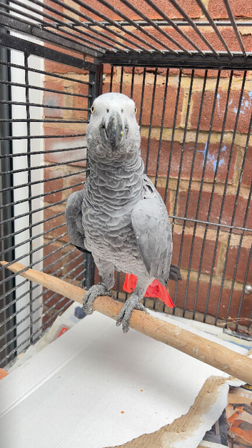 Beautiful African grey Parrot for sale