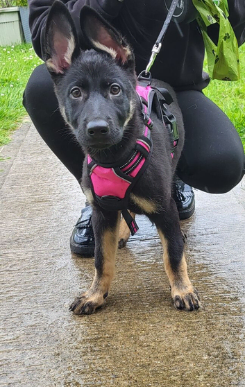 Beautiful girl looking for her forever home