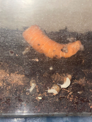 Baby African land snails