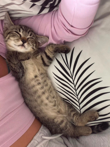 1 female LEFT mixed Ragdoll x British Shorthair