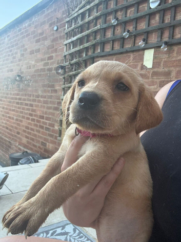READY NOW!! Pedigree Labrador Puppies &ndash; Ready for Their Forever Homes