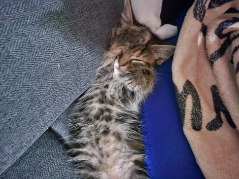 Grey girl kitten