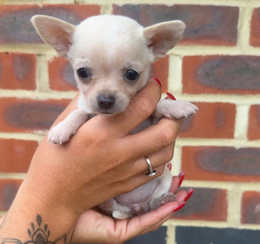 stunning chihuahua puppies READY to leave