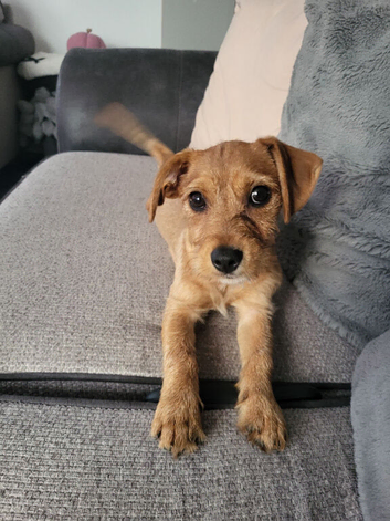 Female Jack Russell x caverlier king Charles spaniel puppy