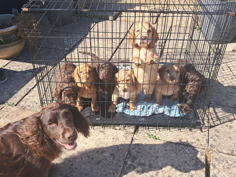 Cocker spaniel puppies