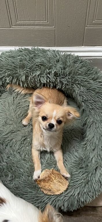 Puppy boy