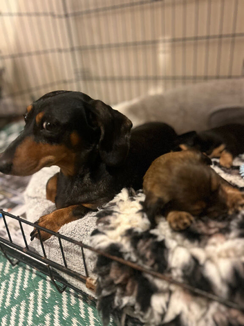 Dachshund cross chihuahua [CHIWEENIE]