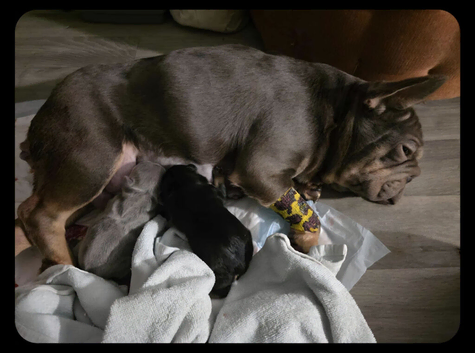 Adorable french bulldog puppy's