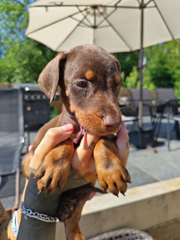 Beautiful family dobermanns *4 pups 1 girl 3 boys*