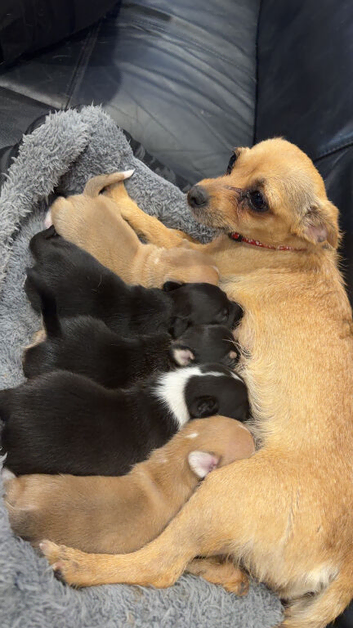 Beautiful Chihuahua