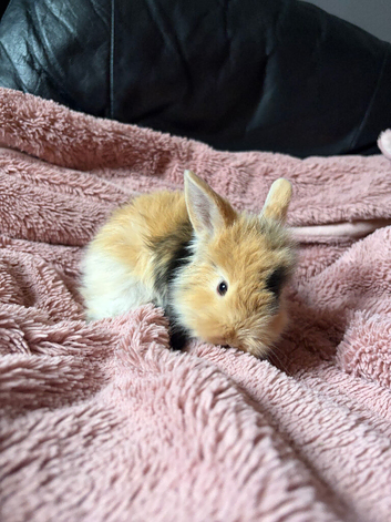 Mini lion lop