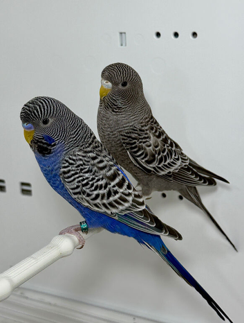 Black Face Budgies For Sale