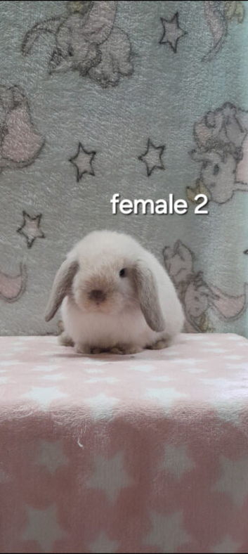 Beautiful purebred mini lops