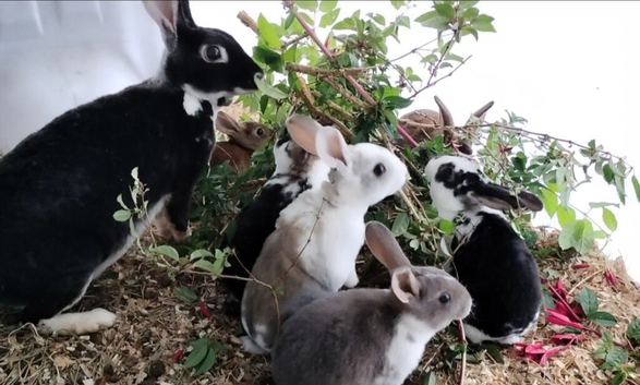 Standard rex rabbits