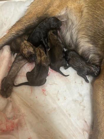 8 Belgian malinois cross whippet puppies for sale