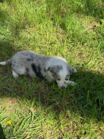 Beautiful Border Collie Pups
