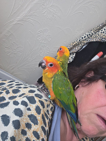Beautiful hand reared sun conures