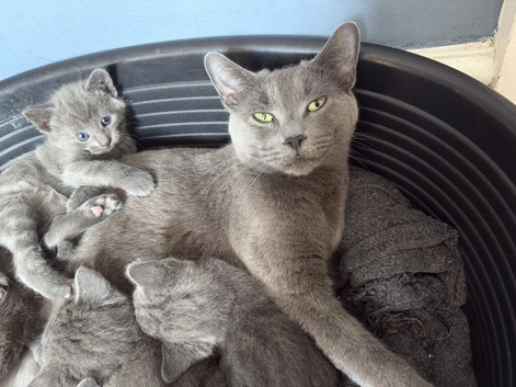 5 Russian blue kittens