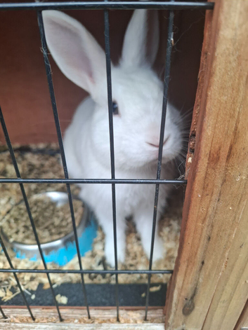 5month male bunny
