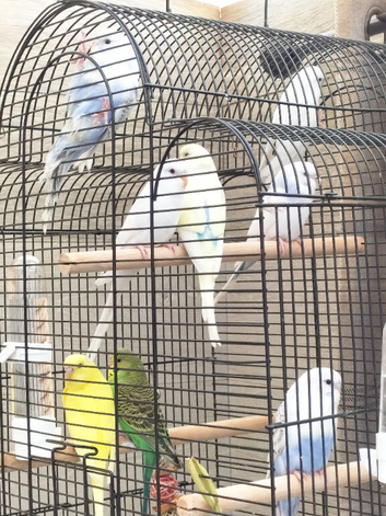Baby buggies