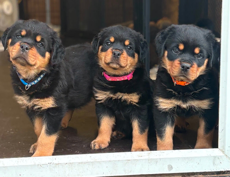 KC registered Rottweiler puppies