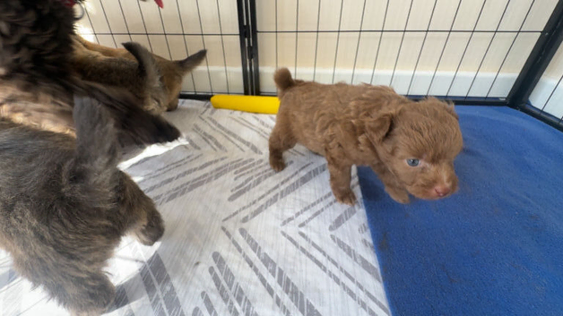 Rare Designer Cavachon &times; Pomeranian Puppies