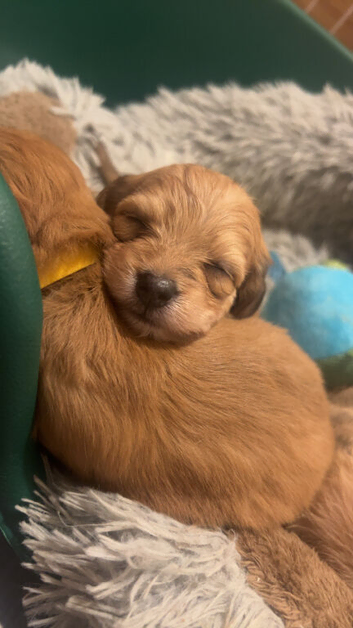 Dachshund x Maltese