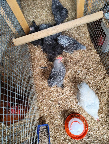 6 young black speckled pekins