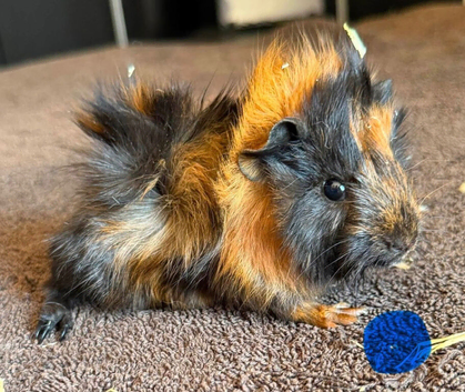 gorgeous baby guinea pigs
