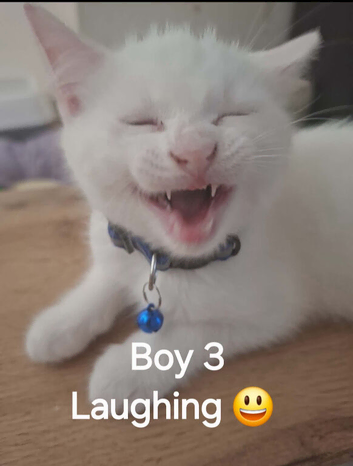 3 White Boy Kittens For Sale