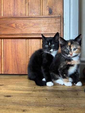 Adorable kittens