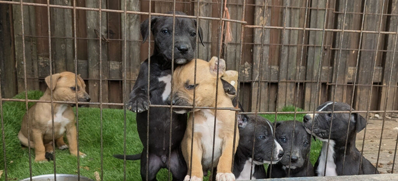 Bull greyhound x staff