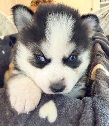 F3 Pomsky puppies ready to leave