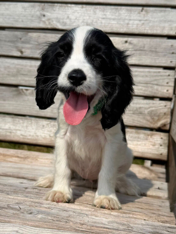 6 English cocker spaniels.
